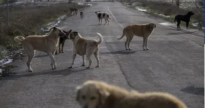 4 ayaklı mama lobisi deşifre edildi! MASAK’tan dikkat çeken rapor: Başıboş sokak köpeği sorununun perde arkası