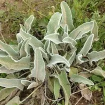 sol kol uyusmasi neden olur sol kol