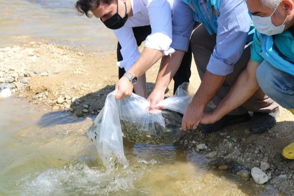 Şaphane’de 4 gölete 4 bin yavru sazan balığı bırakıldı
