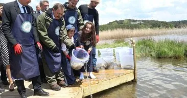 Abant Gölü’ne 100 bin Abant Alası bırakıldı