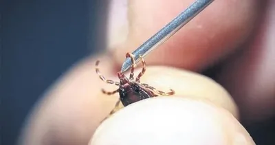 Keneyle mücadele için ilk adım! Meğer en etkili yolu buymuş