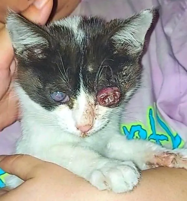 Hayvansever kadına büyük şok! Kediyi kurtarmak istedi 8 bin TL ceza yedi