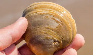 Bilim insanları 500 yıl yaşayan istiridyelerin kabuklarını okudu: Atlantik Okyanusu için alarm zilleri çalıyor