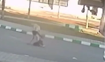Yer Gaziantep: 3 öğrenciye sokak köpekleri saldırdı! #gaziantep