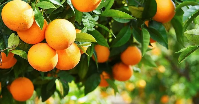 Koronavirüs ve düşük rekolte portakalın fiyatını uçurdu: dalında 4 lira