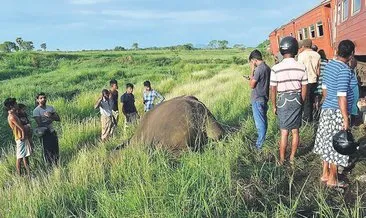 Fillerden korkunç intikam! 19 kaçak avcıyı öldürdüler