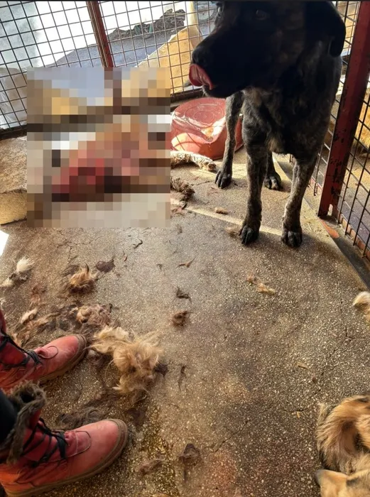 SON DAKİKA... CHP’li Mamak Belediyesi’nin hayvan barınağında skandal: Aç bırakılan köpekler birbirini parçaladı!