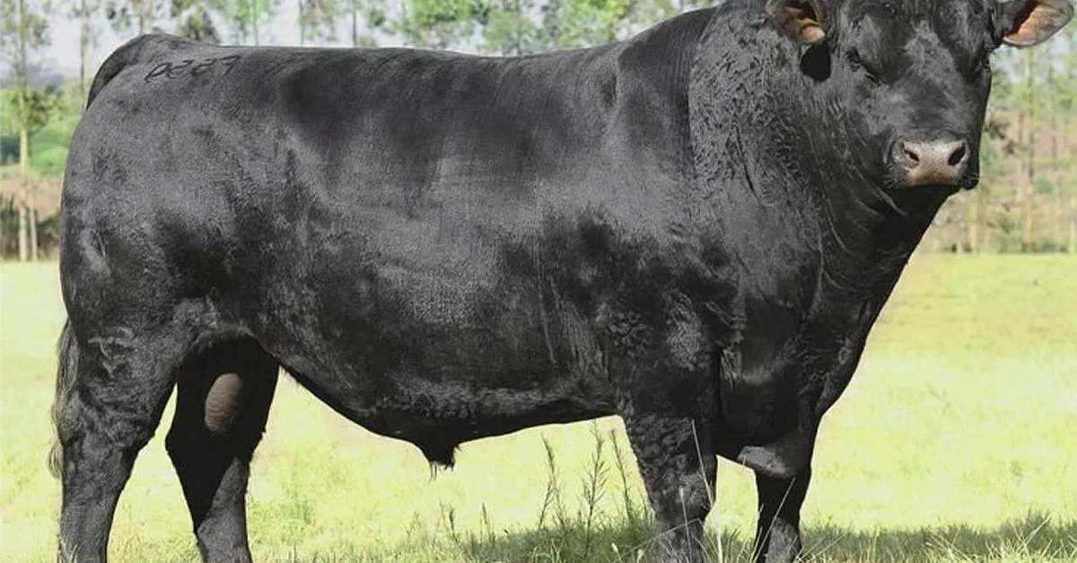 ruyada boga gormek kizgin boga boga guresi saldirmasi ne demektir ruya tabirleri haberleri