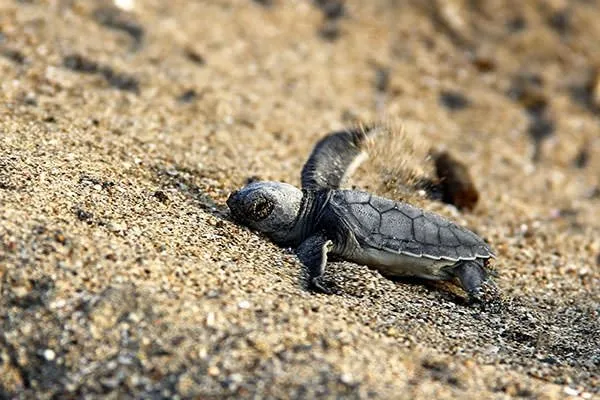 Deniz kaplumbağalarının zorlu yolculuğu