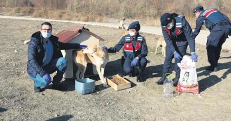 Jandarma sokak hayvanlarını unutmadı