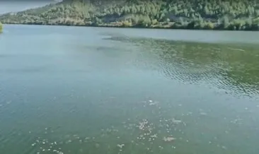 Nallıhan’da, çok sayıda ölü balık su yüzeyine vurdu