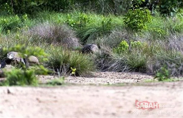 Yaşayan dinazor: Komodo ejderi! O anlara kameralara yansıdı