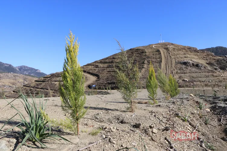 Muğla'da yanan alanlar tekrar yeşeriyor