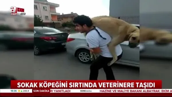 İnsanlık ölmemiş! Sokak köpeğini sırtında veterinere taşıdı!