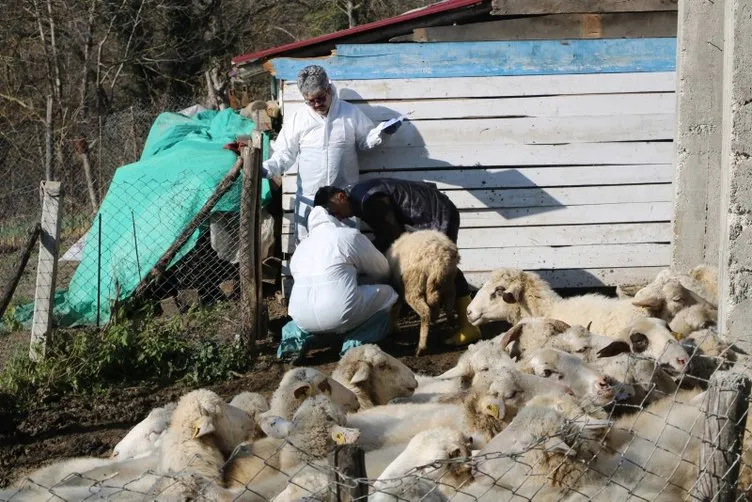 Hayvanlarda o hastalık görüldü: 50 köy karantinaya alındı!