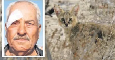 Nesli tehlikede olan saz kedisine kurşun