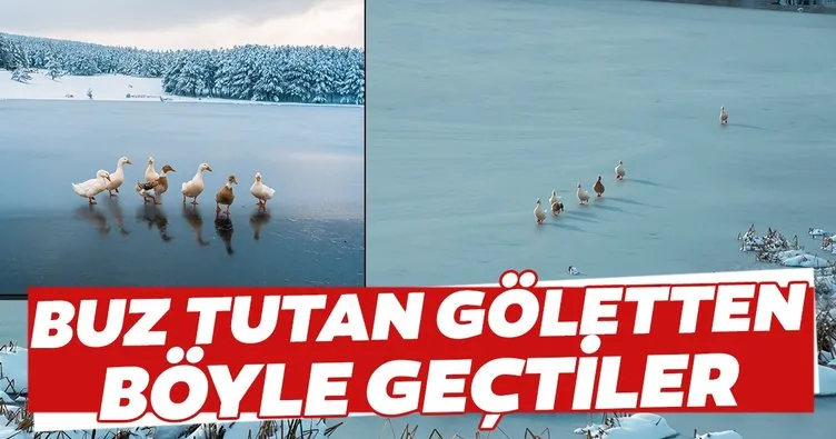 Buz tutan gölette ördek geçişi