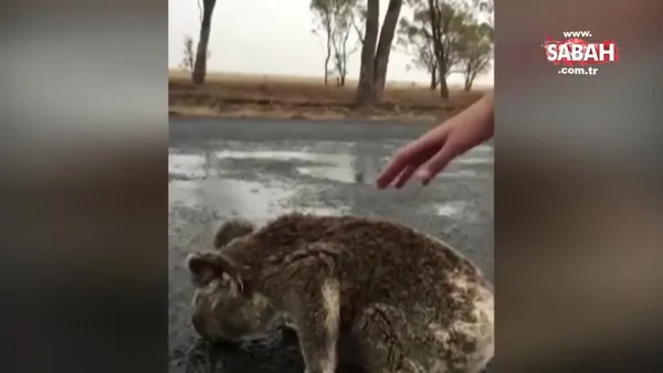 Her yıl 10 binden fazla deveyi çok su içtikleri için katleden Avustralyalıların su içen koala sevgisi kamerada!