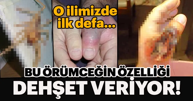 Bu örümceğin özelliği dehşet veriyor!