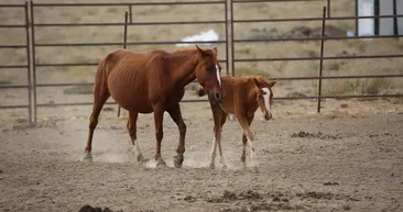 Yılkı atları yakalanmaya başladı