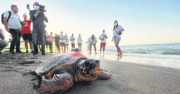 Kaplumbağa çılgın yolculuğu Tuba’nın