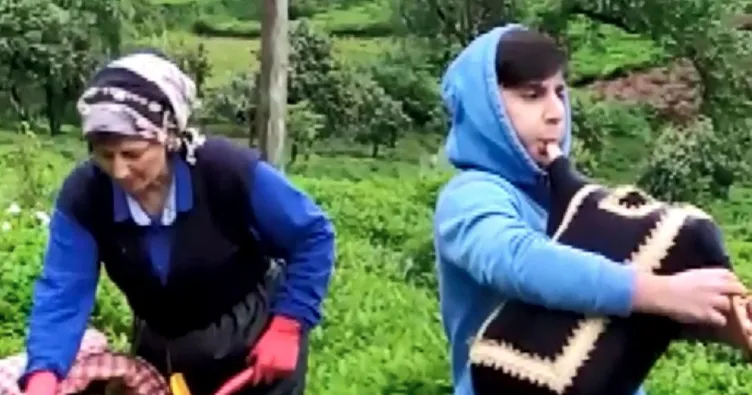 Tulum eşliğinde çay toplandılar