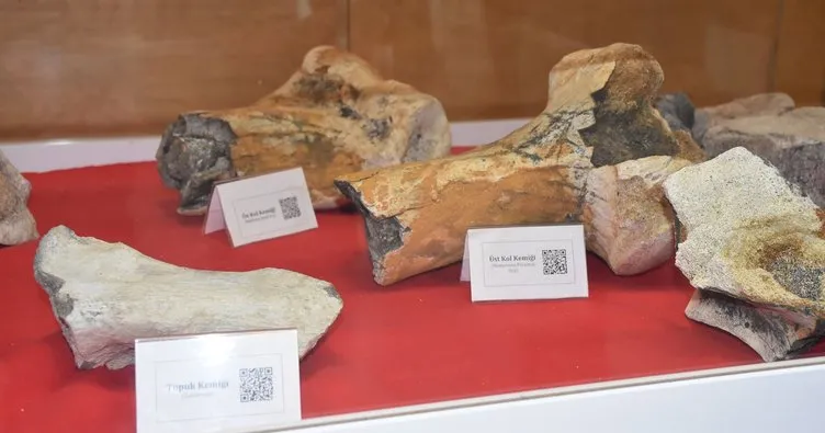 28 bin yıllık mamut fosili üniversitede sergileniyor