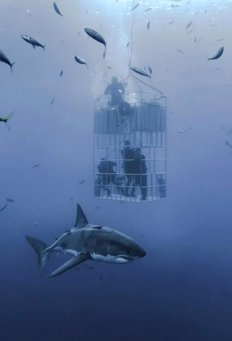 6 metrelik devasa köpek balığını görüntülemek için ölümü göze aldılar