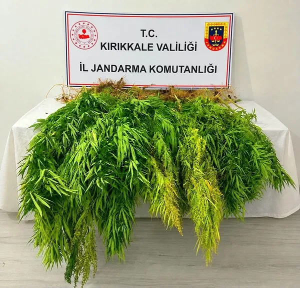 misir-tarlasindan-kenevir-cikti-1789210545073.jpg