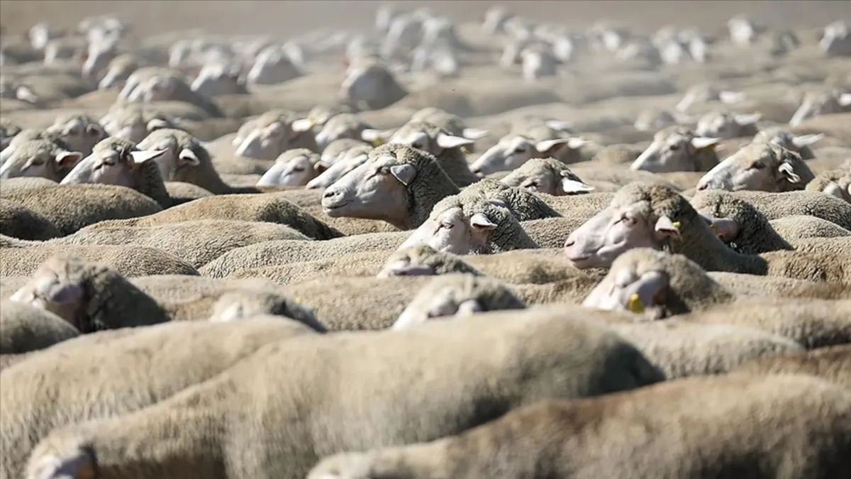 TİGEM ihale açtı: 600 küçükbaş hayvan satılacak TİGEM ihale açtı: 600 küçükbaş hayvan satılacak