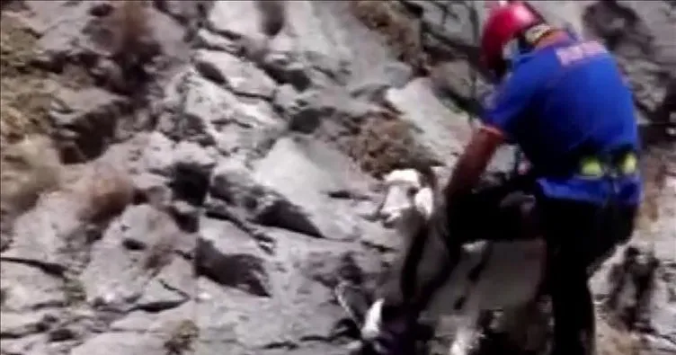 Yamaçta mahsur kalan keçiyi AFAD ekipleri kurtardı