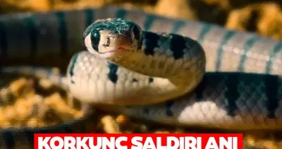Küçük çocuğun oyuncak kutusundan çıktı! Dünyanın en zehirli ikinci yılanının saldırı anı kan dondurdu