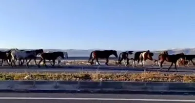 Yılki atları görsel şölen oluşturdu #ardahan