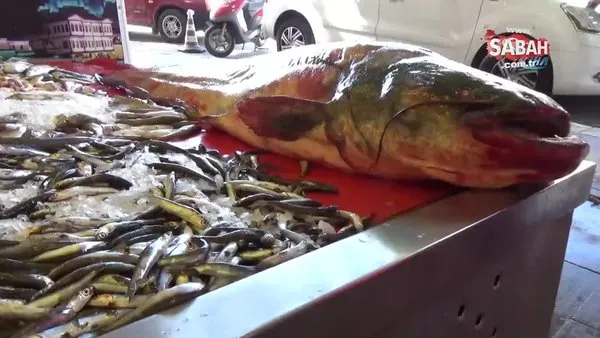 40 kilo ağırlığındaki bu balık 800 lira