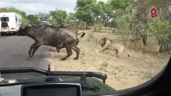 Safariye çıktılar! Gördükleri manzara karşısında hayatlarının şokunu yaşadılar