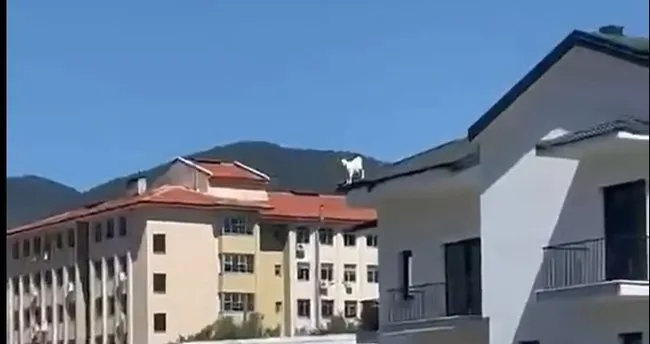 Fethiye’de keçi alarmı! Çatıdan vinçle indirildi