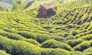 Çay bahçelerinde ‘pasif drenaj’ heyelanları tetikliyor #rize