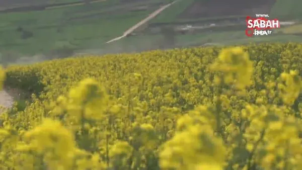 Altın sarısı 'kanola tarlaları' görsel şölen sundu | Video