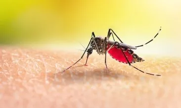 Sivrisineğin Faydaları Nelerdir? Sivrisinek Ne İşe Yarar, Doğaya Yararları Neler?