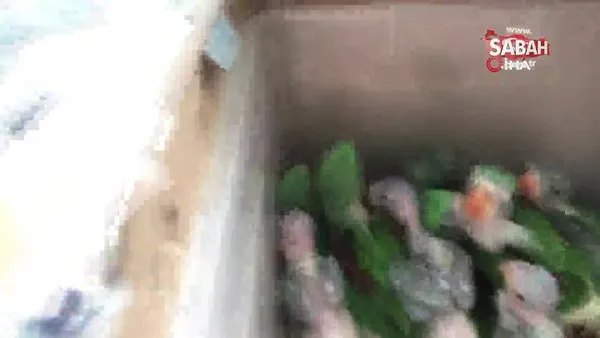 İstanbul'da 38 adet İskender papağanı kurtarıldı | Video