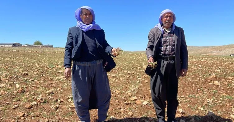 Güneydoğu’da kuraklık alarmı!