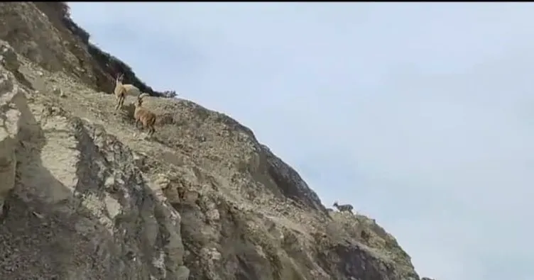Çukurca’da dağ keçileri sürü halinde görüldü