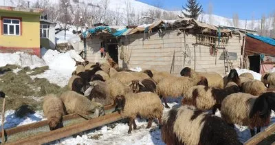 Bitlis'te besicilerin zorlu kış mesaisi #bitlis