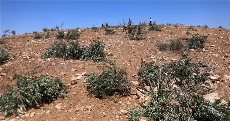 İsrail ordusu, Filistinli çiftçilere ve desteğe gelen gönüllülere saldırdı