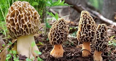 Kilosu 3 bin lira! Dağ bayır her yerde arıyorlar