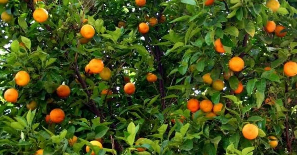 ruyada portakal gormek ne anlama gelir ruyada portakal agaci bahcesi gormek nasil yorumlanir son dakika haberler