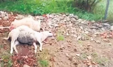Sokak köpekleri 26 hayvanı telef etti #kocaeli