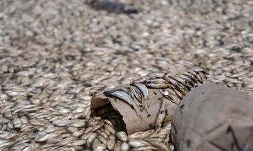 Konya’da feci görüntüler: Sular çekildi, balıklar öldü