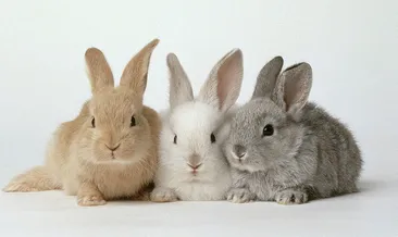 Rüyada tavşan görmek ne anlama gelir? Rüyada tavşan yavrusu görmek