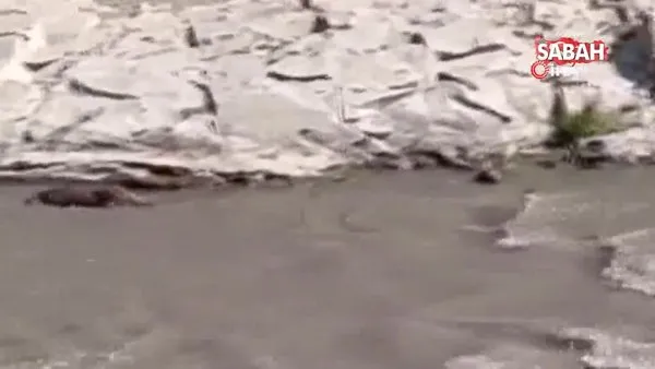 Nesli tükenme tehlikesinde olan su samuru böyle görüntülendi | Video